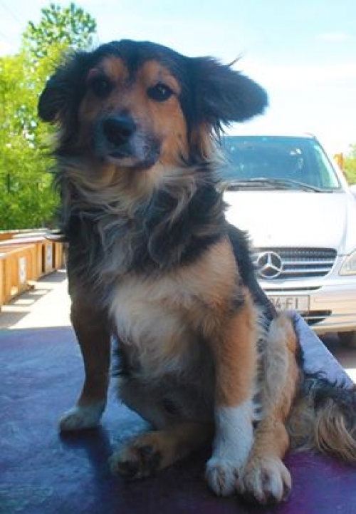 მეტისი უსახელო