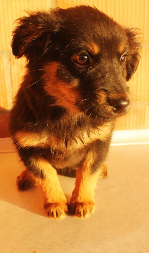 მეტისი უსახელო