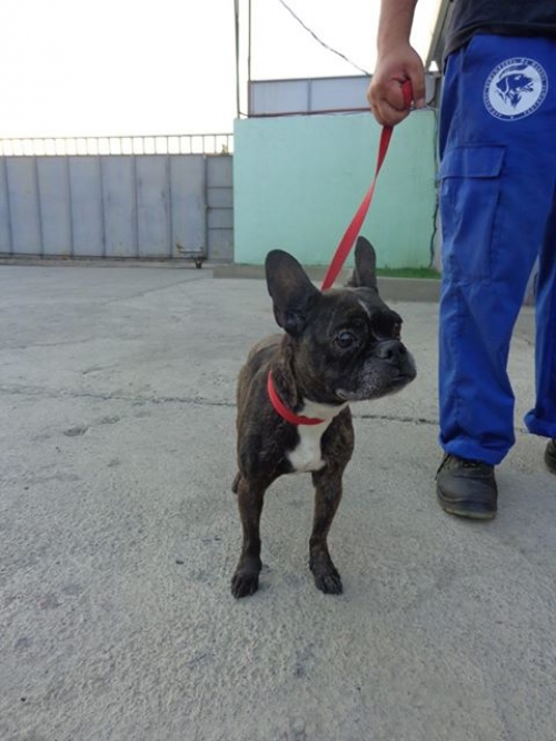 ფრანგული ბულდოგი უსახელო