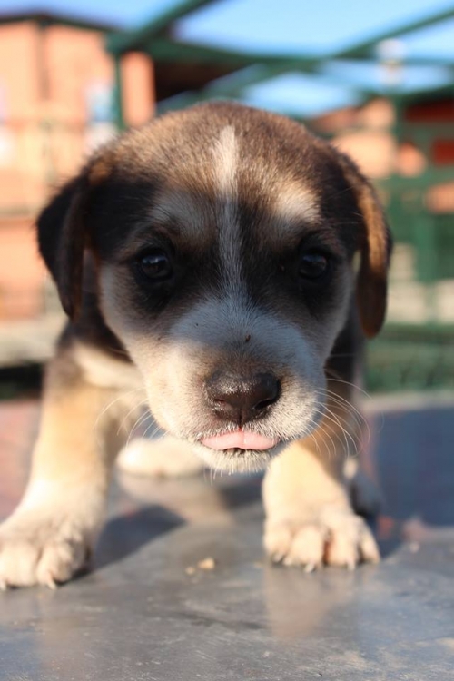 მეტისი უსახელო