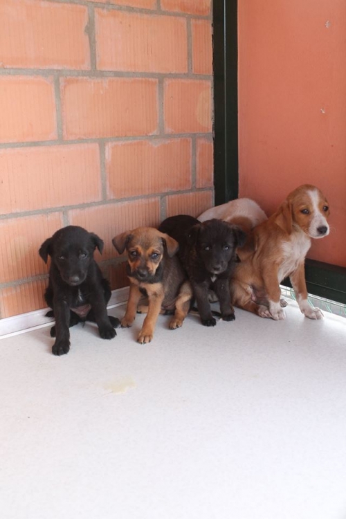 მეტისის ლეკვები უსახელო