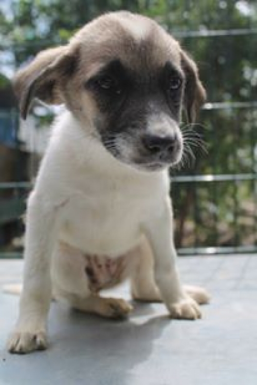 მეტისი უსახელო