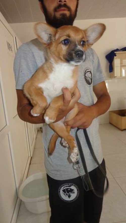 მეტისი უსახელო