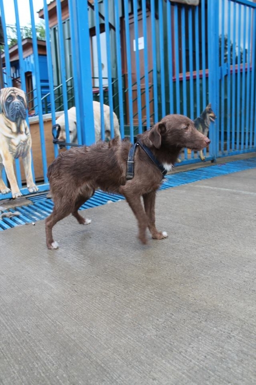 ბალონკის მეტისი სტიჩი