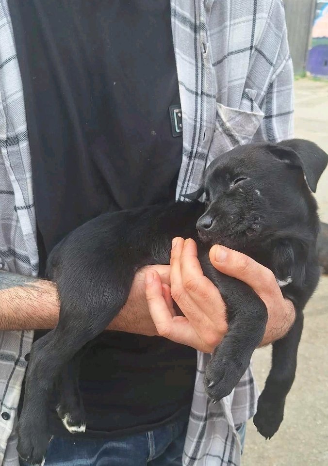 მეტისი. მარშალ გელოვანი. 2