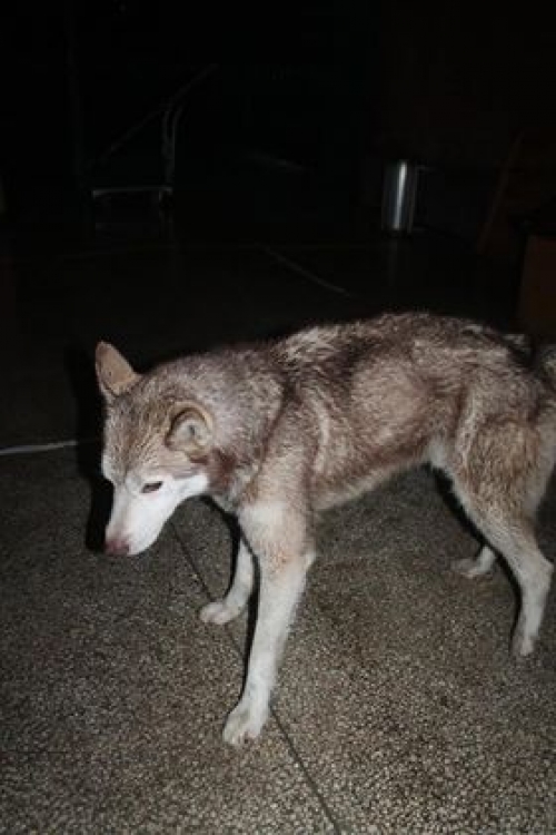 ციმბირული ხასკი უსახელო