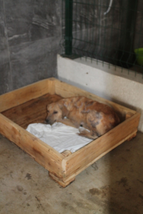 მეტისი უსახელო