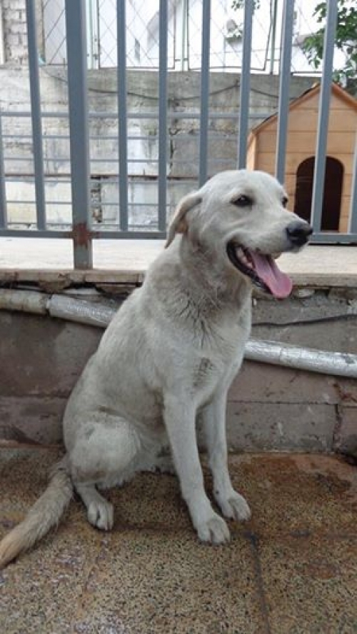 მეტისი უსახელო