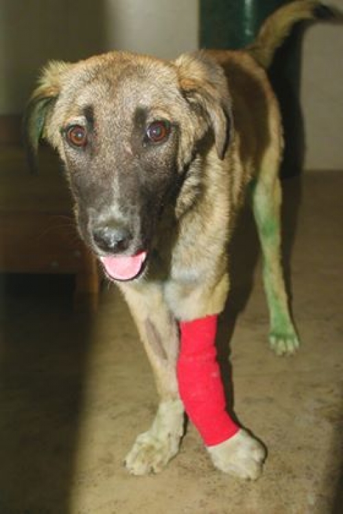 მეტისი უსახელო