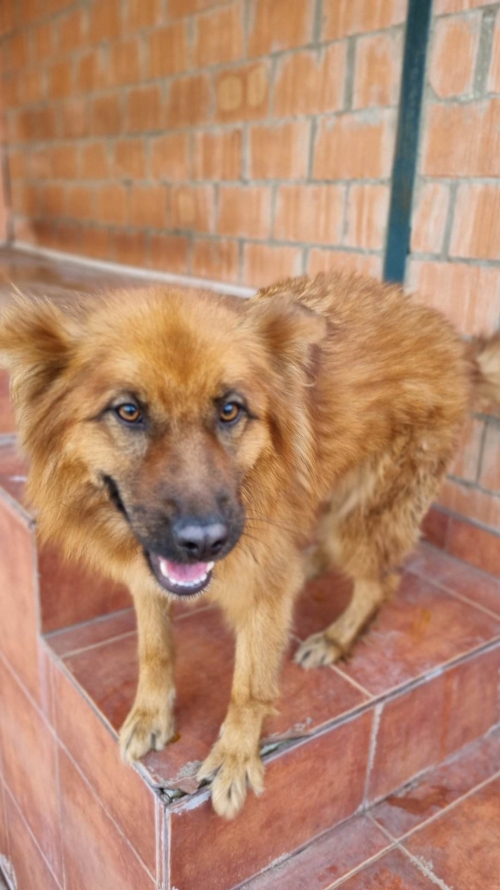 ქართული ქოფაკი მეტრომშენში