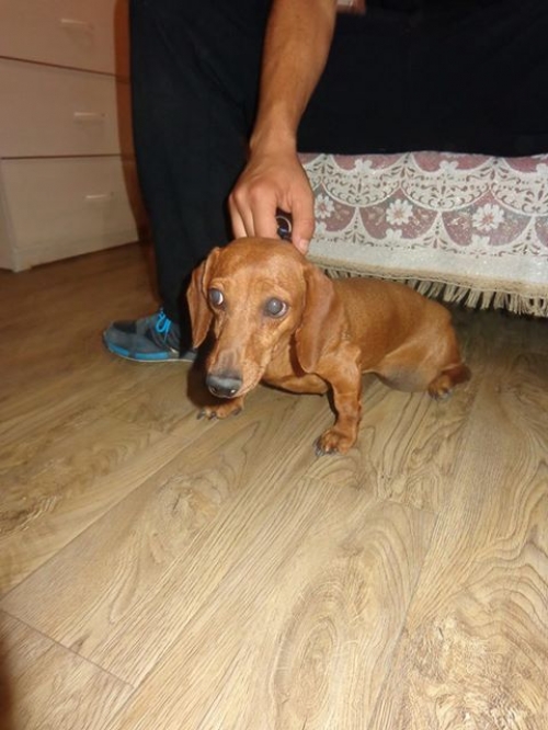 ტაქსა პუპსიკა