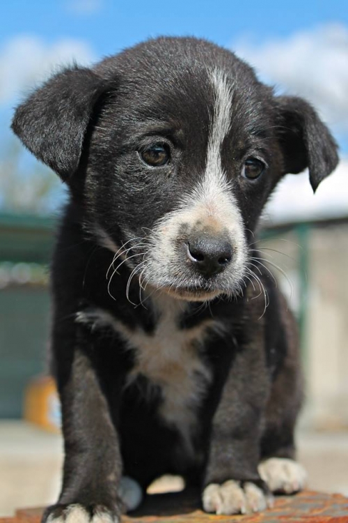 მეტისი უსახელო