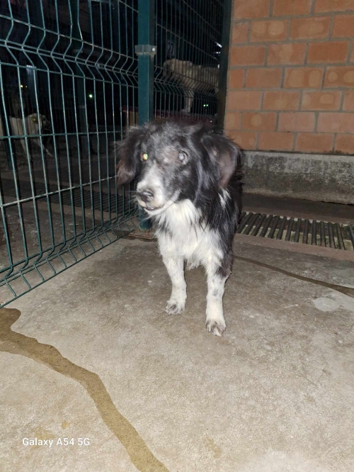 მეტისი ბონი