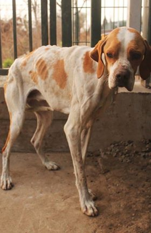 პოინტერი უსახელო