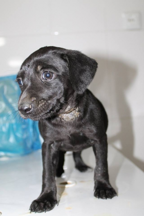 ლაბრადორის მეტისი უსახელო