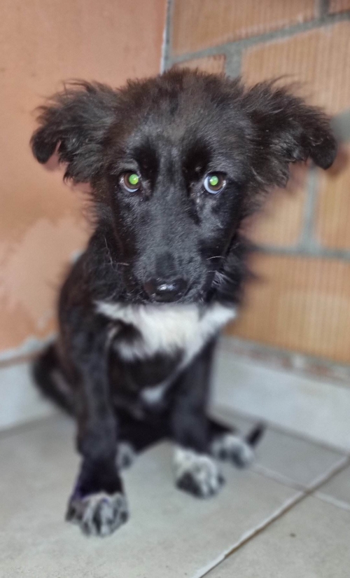 მეტისი დუშეთი