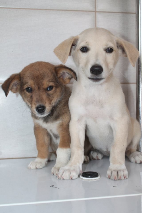 მეტისის ლეკვები უსახელო