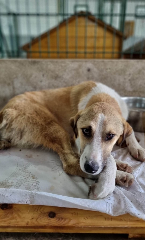 მეტისი მცხეთა ცენტრალური პარკინგი