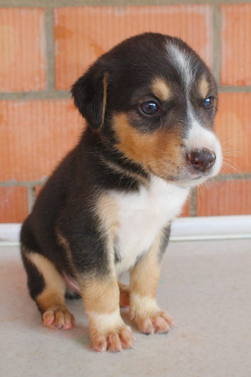 მეტისი ყსახელო