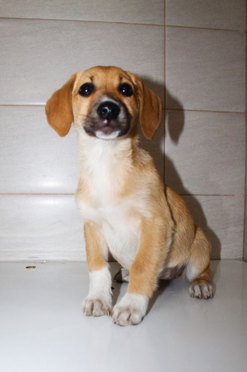 მეტისი უსახელო