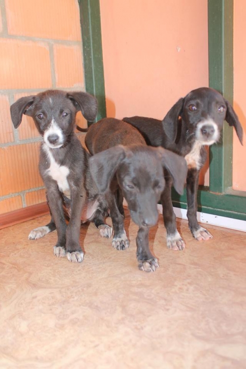 მეტისი უსახელო