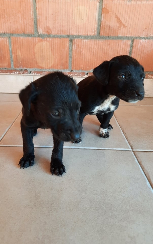 მეტისი ზაჰესში