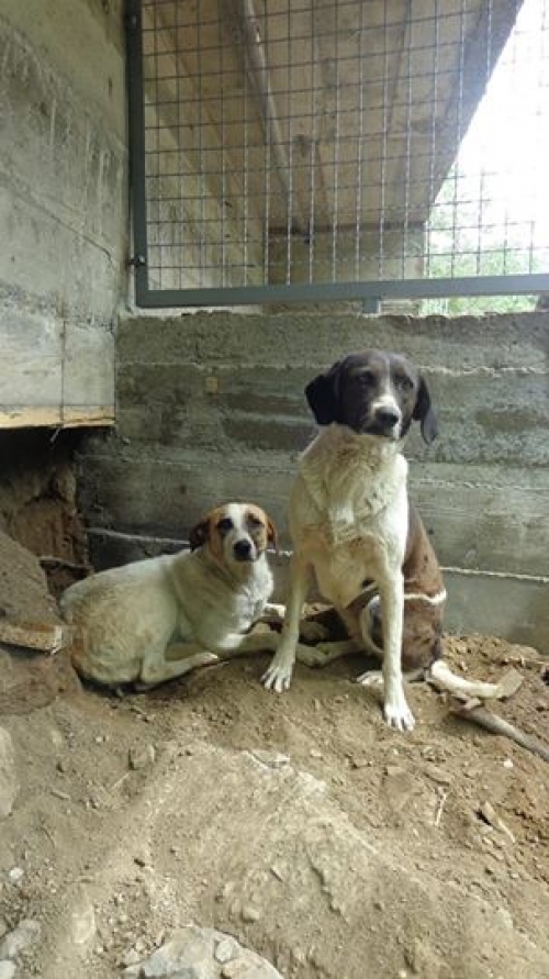 მეტისი უსახელოები