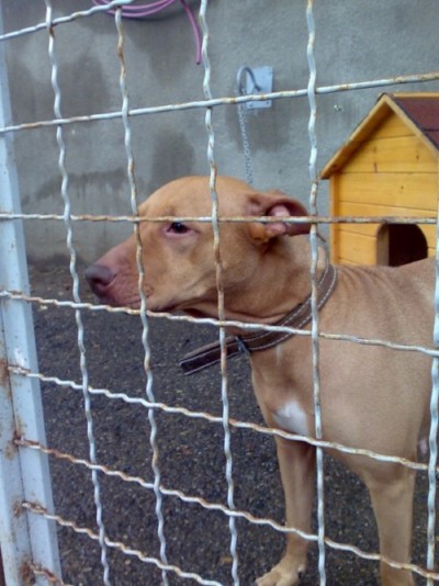 * გაჩუქებულები დონა