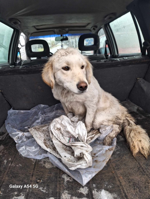 მეტისი აფრიკა მაღაზია ორი ნაბიჯი