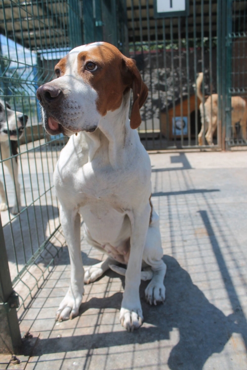 პოინტერი ცაცა