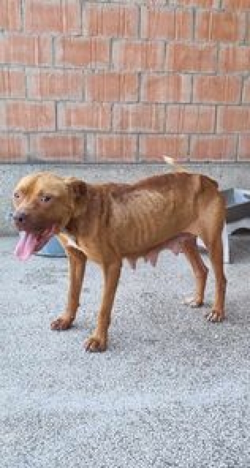 პიტი გადმოიყვანეს გორის მუნიციპალური თავშესაფრიდან