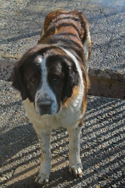 სემბერნარი ლექსი