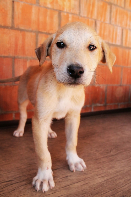 მეტისი უსახელო