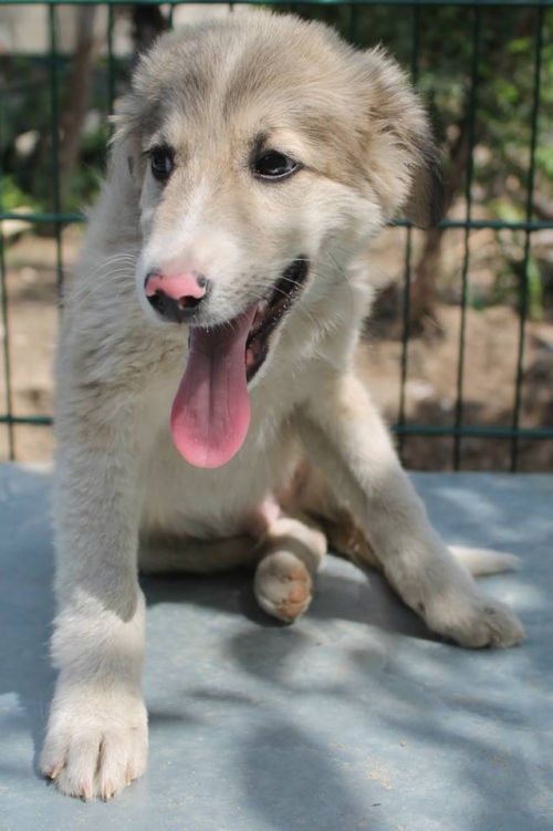 ქართული ქოფაკი უსახელო