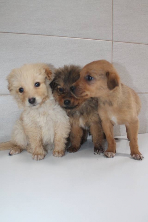 მეტისის ლეკვები უსახელო