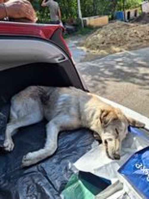 მეტისი მოსკოვის გამზირი