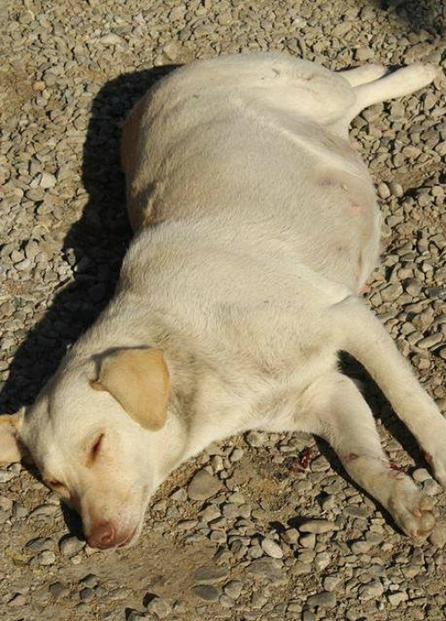 მეტისი უსახელო