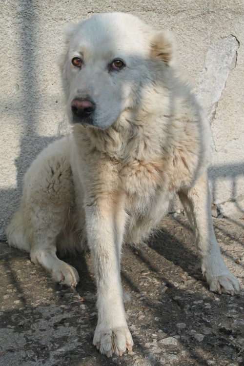 ქართული ქოფაკი უსახელო