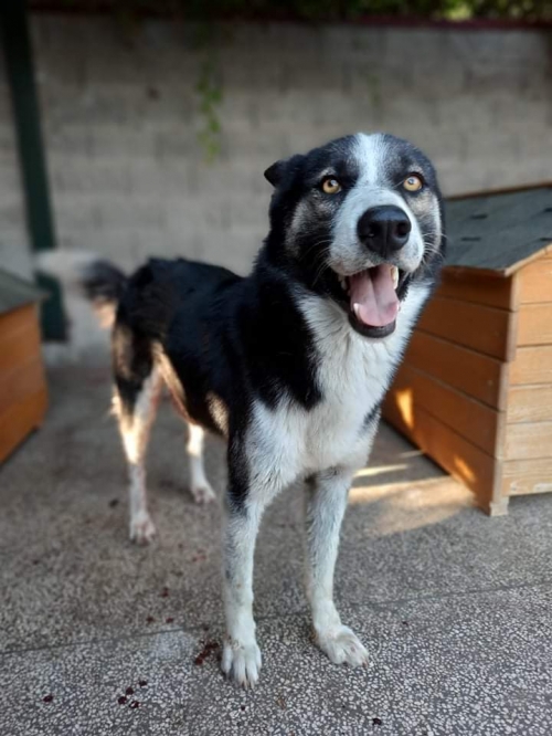 მეტისი ლილოს დასახლება