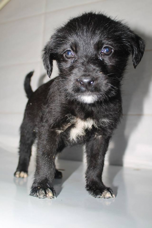 მეტისი უსახელო