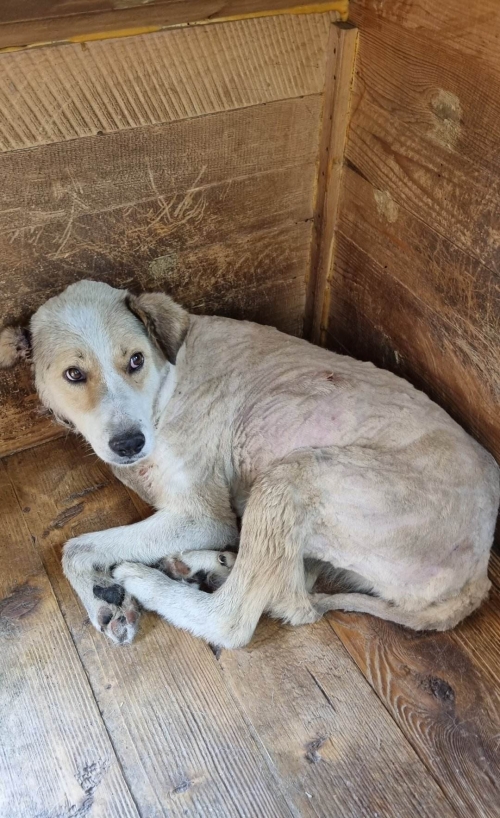 მეტისი წილკანი