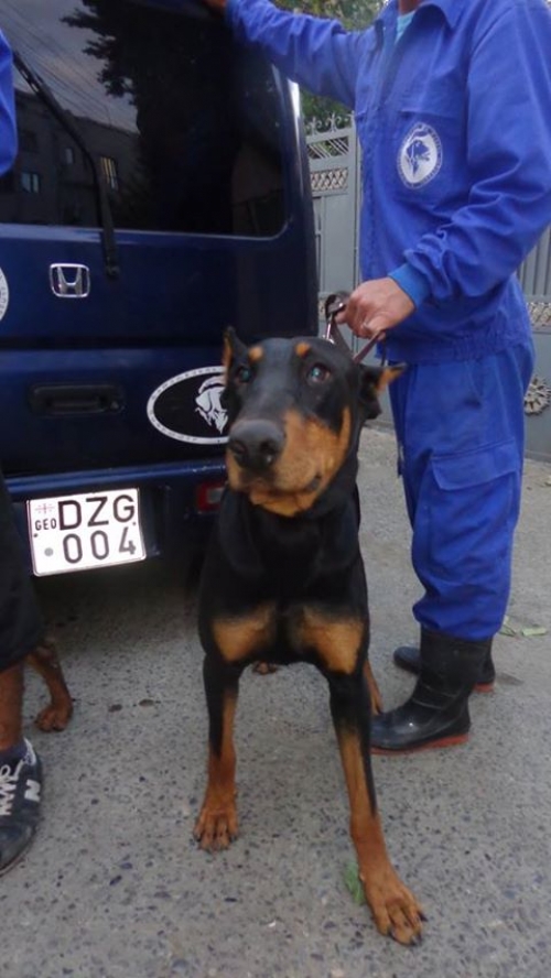 დობერმანი უსახელო