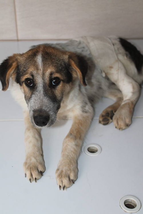 მეტისი უსახელო