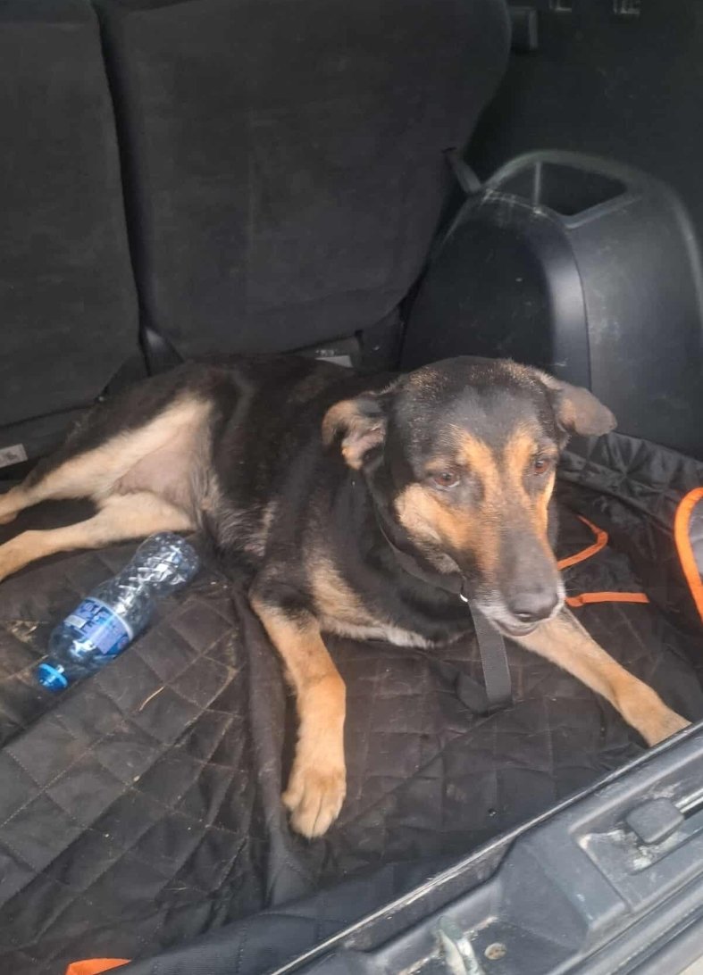 მეტისი. კაფე ბორჯომი