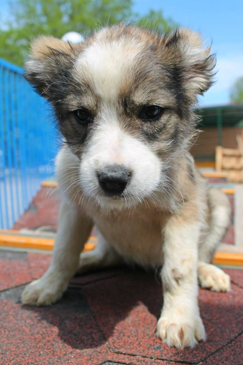 მეტისი უსახელო