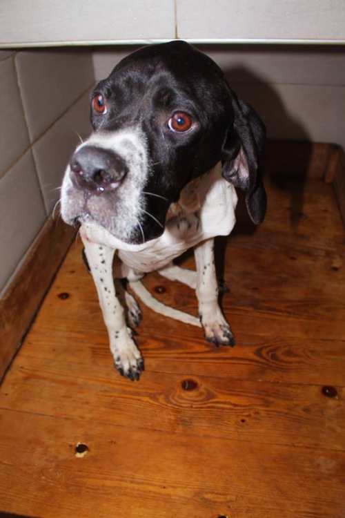 პოინტერი უსახელო