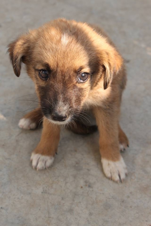 მეტისი უსახელო