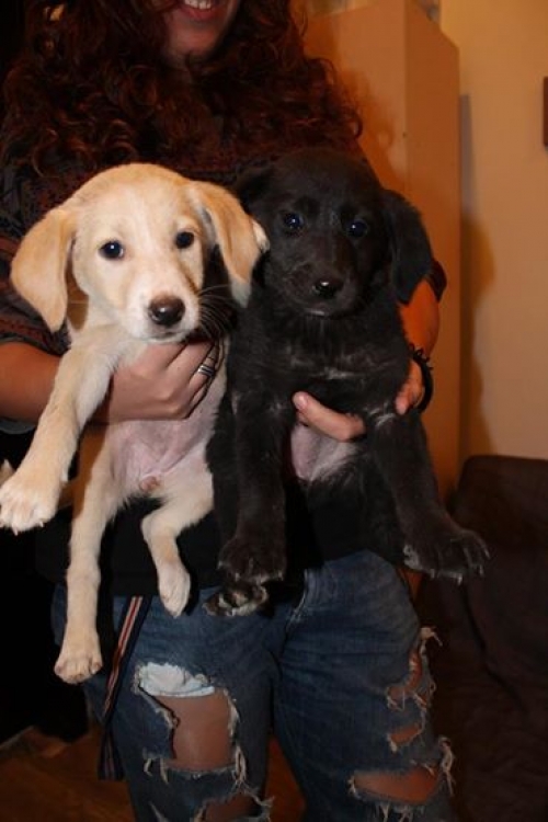 მეტისის ლეკვები უსახელოები