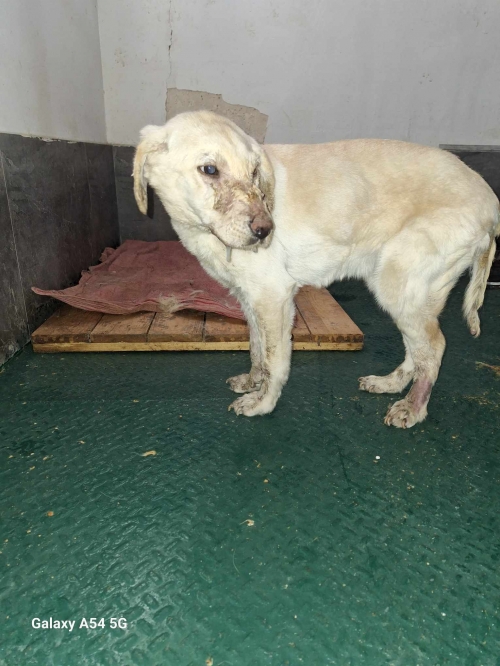 მეტისი გლდანი ,, ლორდი,,