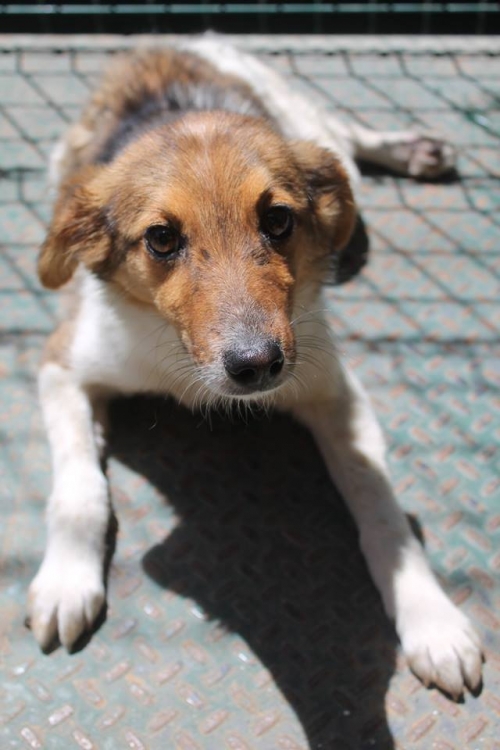 მეტისი უსახელო